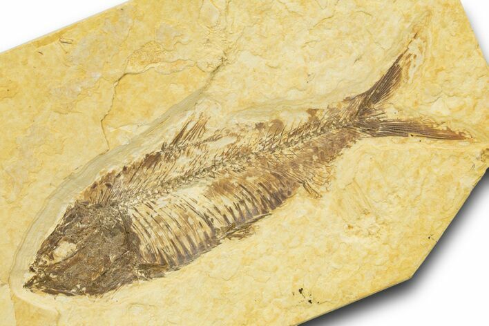 Detailed Fossil Fish (Knightia) - Wyoming #329544